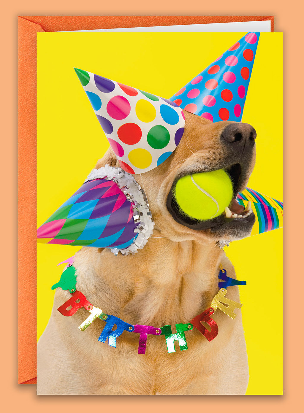 День рождения собаки