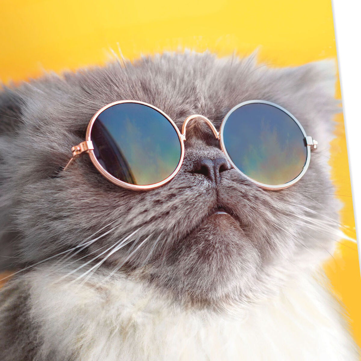 Cat in Sunglasses Funny Birthday Card - Greeting Cards - Hallmark
