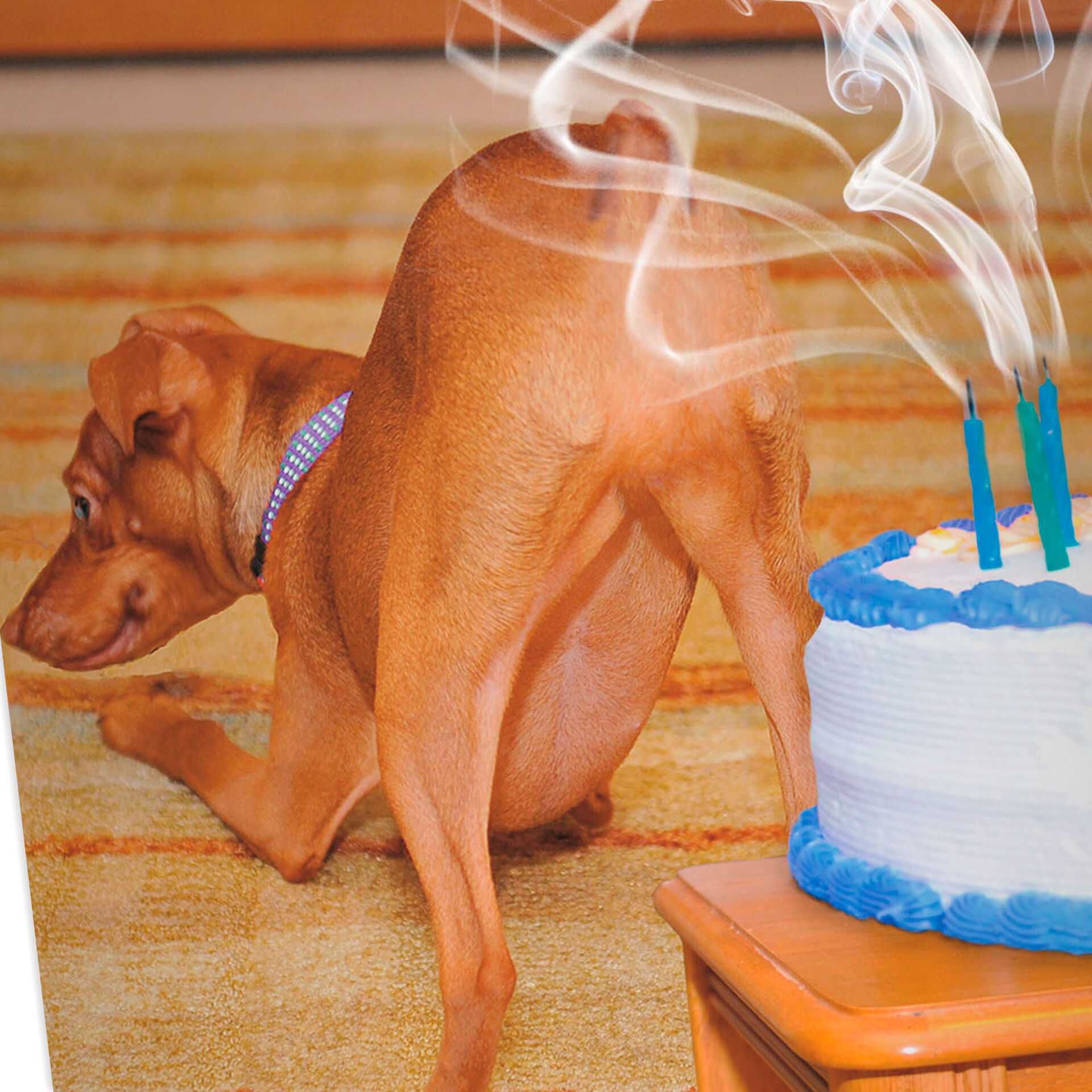 Farting Dog Blowing Out Candles Funny Birthday Card - Greeting Cards