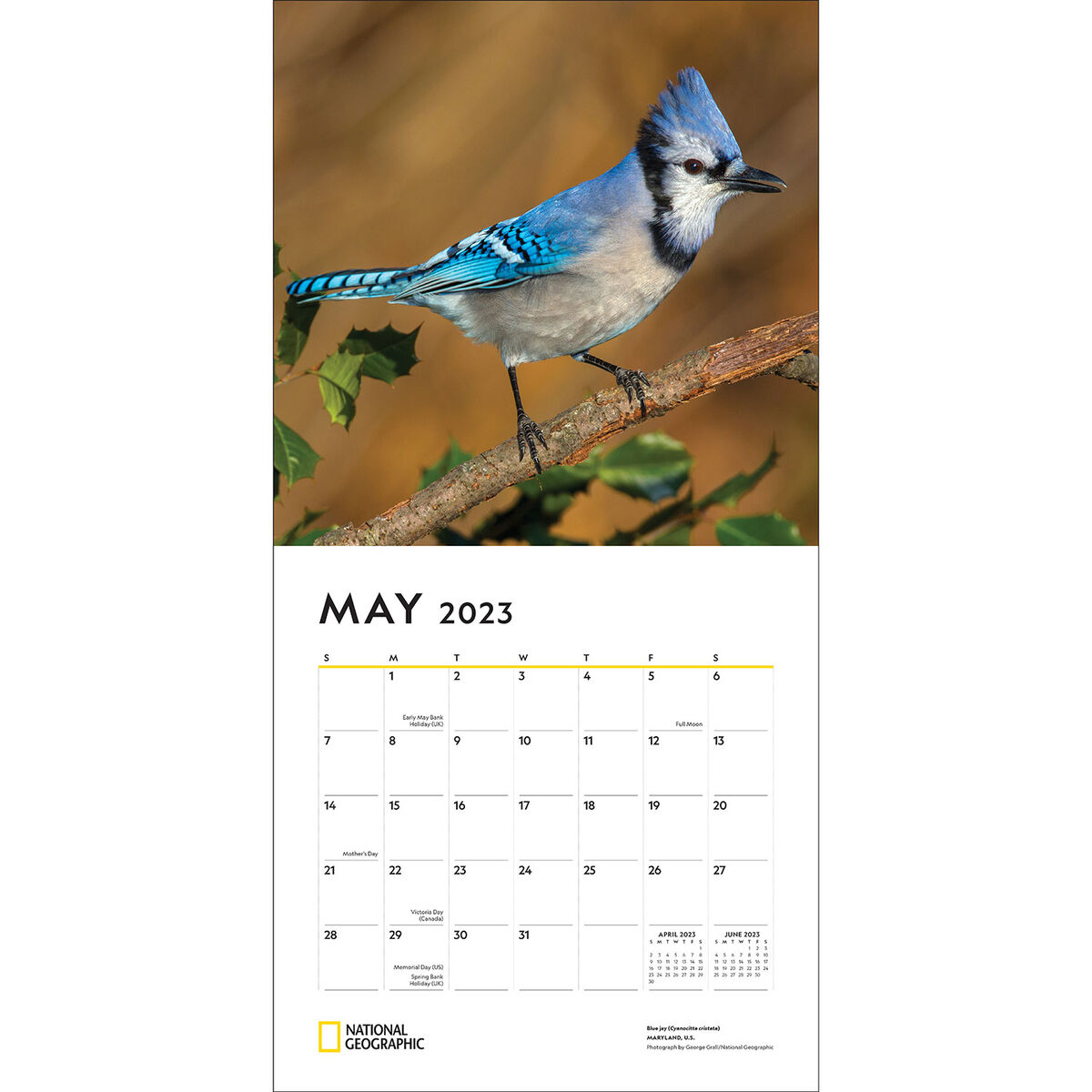 National Geographic Backyard Birds 2023 Wall Calendar Calendars