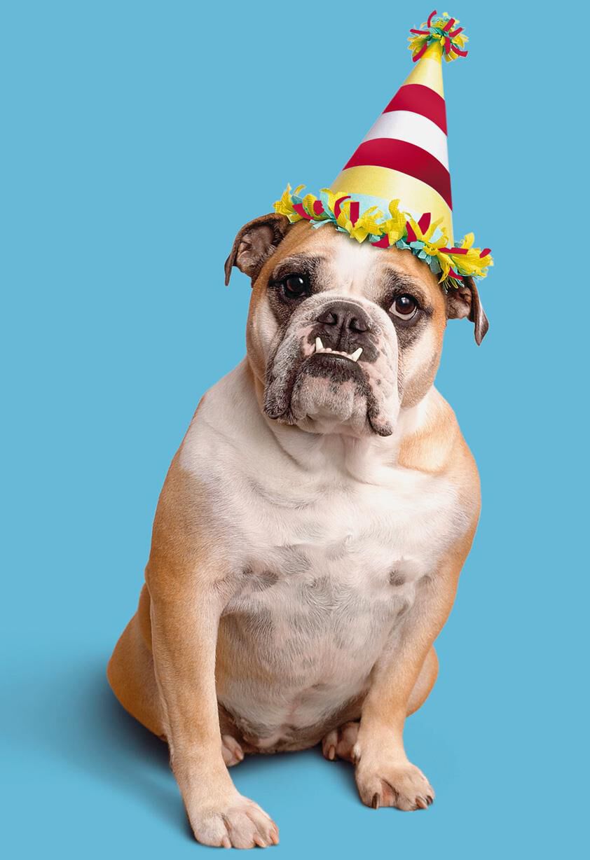 Bulldog in Party Hat on Blue Birthday Card - Greeting Cards - Hallmark