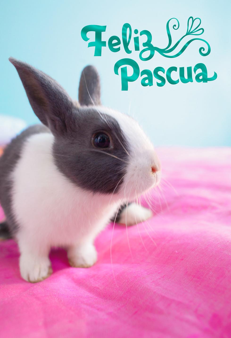 Feliz Pascua Gray Bunny Spanish Easter Card - Greeting 